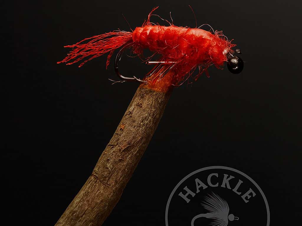 Main photo for Shrimp (Variant)