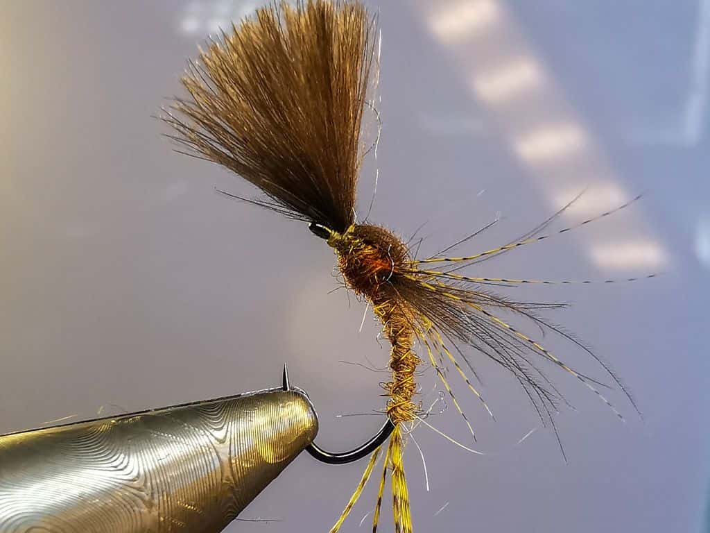 Main photo for Mayfly emerger