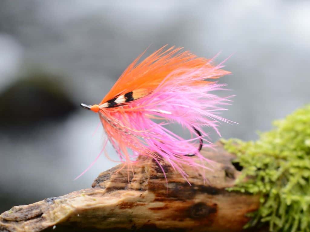 Main photo for The Most Likely