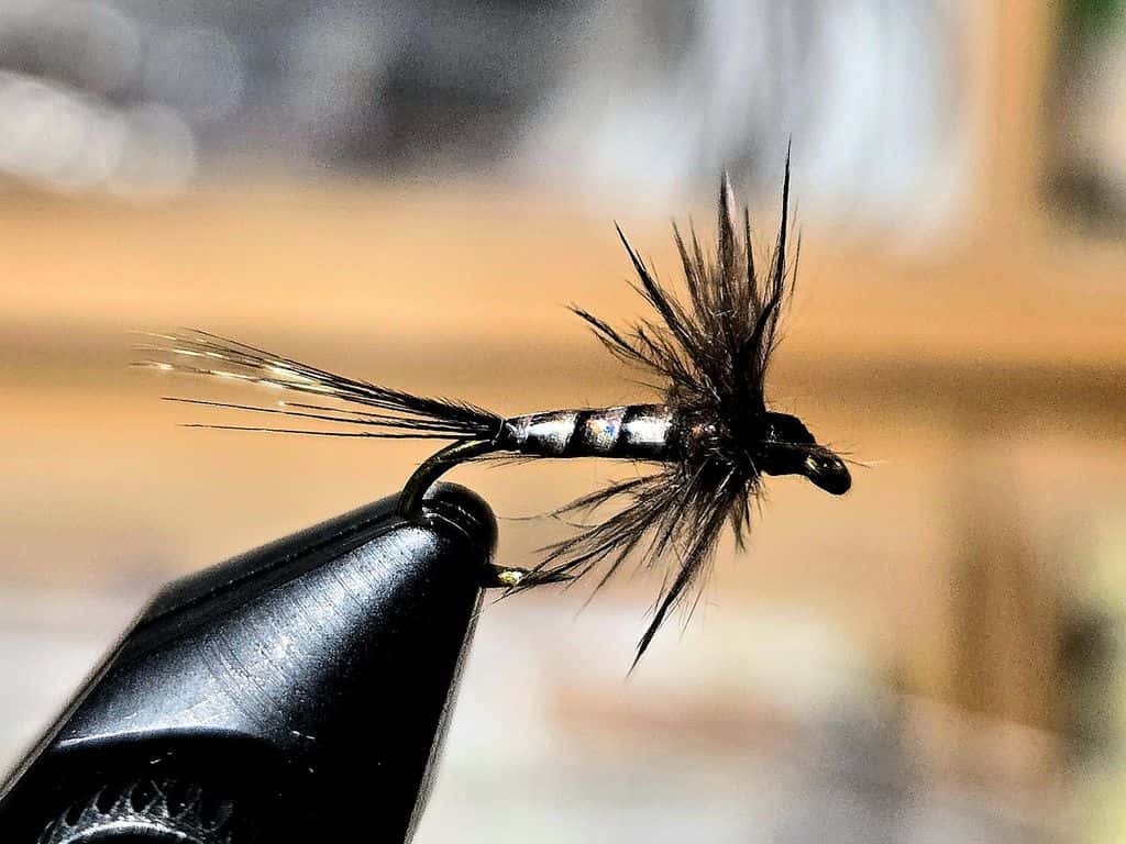 Main photo for Quill emergers