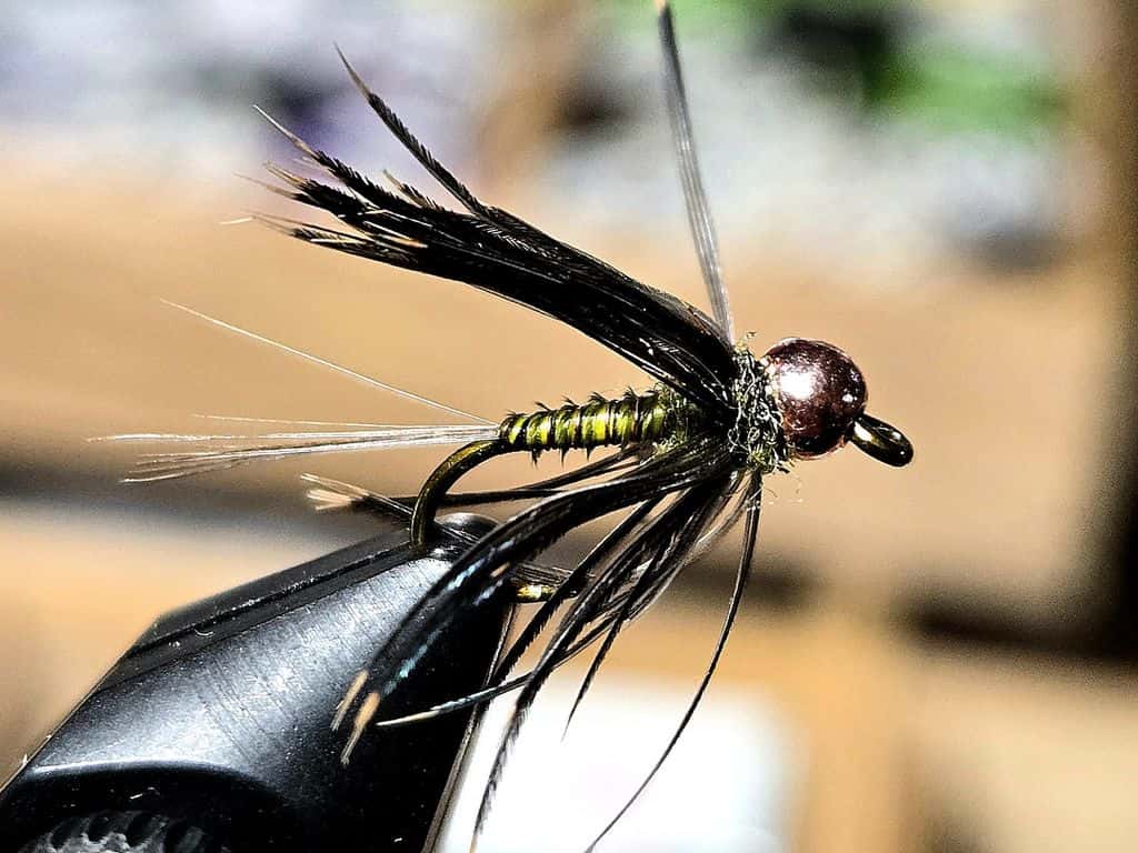 Main photo for Olive and starling nymph