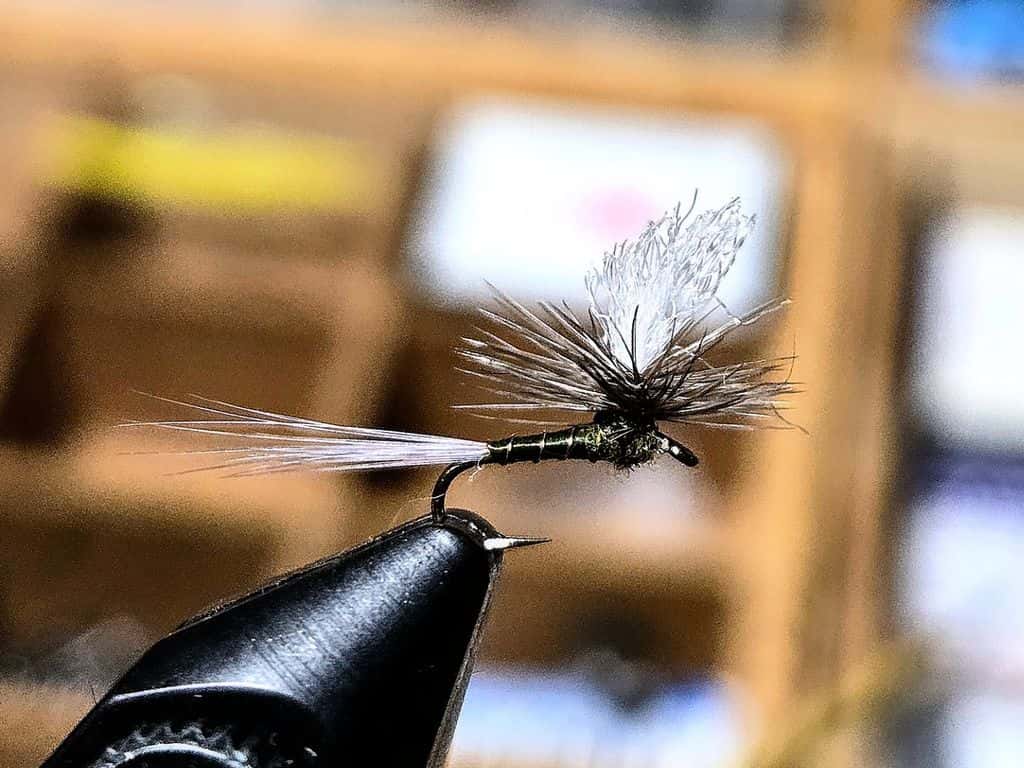 Main photo for Thread body BWO