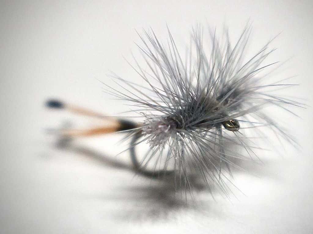 Main photo for Steamroller