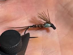 Pheasant tail