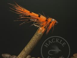 General Practitioner (GP) 