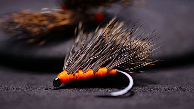 Madeira Hedgehog