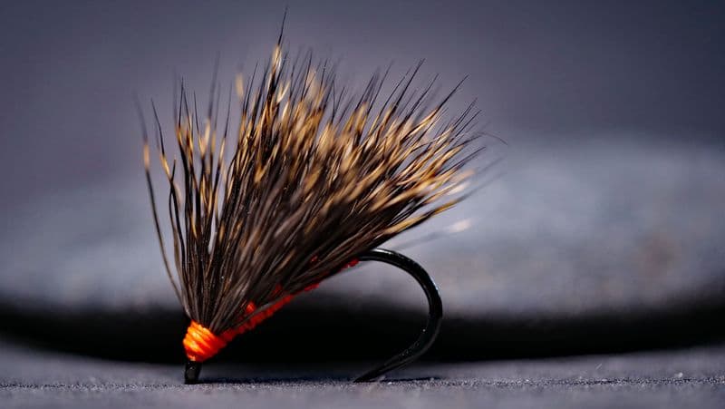 Madeira Hedgehog