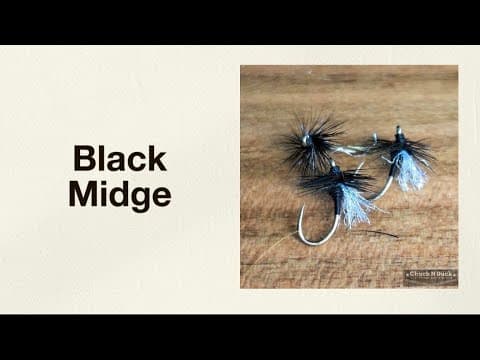 Black midge