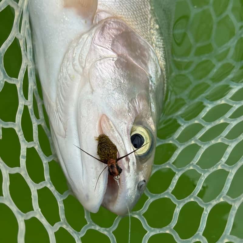 Main photo for Foam Gomphus