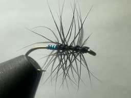 Stewart’s Spider Variant