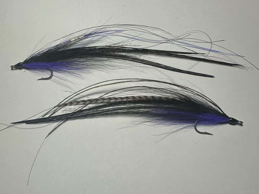 Main photo for 3 Feather Flatwing Night Eel