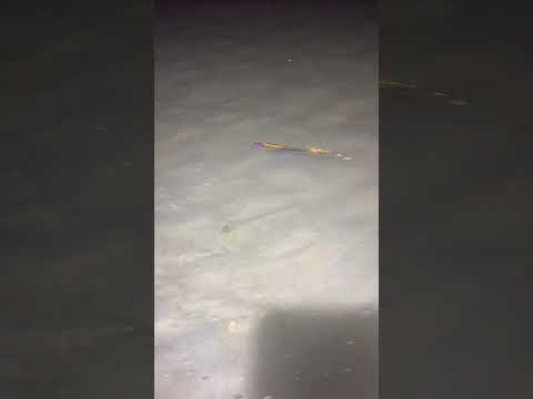 3 Feather Flatwing Night Eel